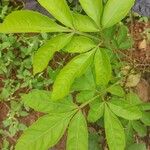 Vitex altissima Folha