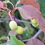 Viburnum lentagoFruto