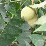 Juglans nigra Vaisius