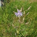 Lactuca graminifolia Blomst