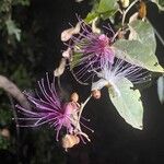 Capparis zeylanica Blüte