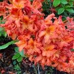 Rhododendron calendulaceum 花