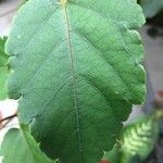 Passiflora miniata Leaf