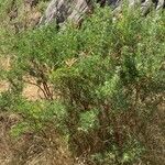 Adenocarpus hispanicus ᱛᱟᱦᱮᱸ