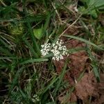 Conopodium majusCvet