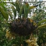 Stanhopea wardii Ліст