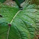 Bistorta amplexicaulis Frunză