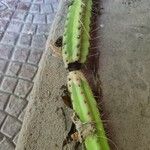 Cereus jamacaru বাকল