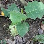 Solanum stramoniifolium Lehti