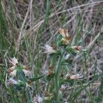 Echium flavum 花