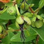 Hypericum patulum ഫലം