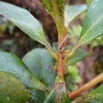 Syzygium tripetalum List