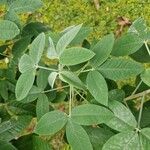 Crotalaria micans Blad