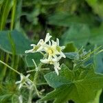 Marah fabacea Flower
