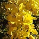 Cassia fistula Flor