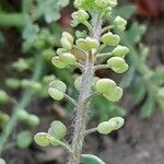 Lepidium didymum 果実