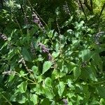 Salvia farinaceaFlower