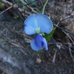 Psophocarpus tetragonolobus Flower