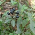 Ligustrum vulgareFruit