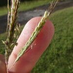 Dichanthium annulatum फूल
