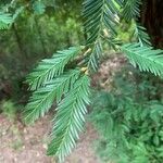 Sequoia sempervirens List