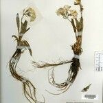 Primula megalocarpa Other