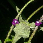 Stachytarpheta frantzii Floare