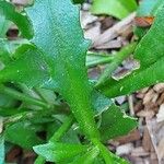 Scaevola plumieri Leaf