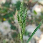 Bromus hordeaceusപുഷ്പം