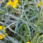 Centaurea calcitrapa Leaf