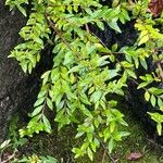 Lonicera ligustrinaLeaf