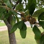 Sideroxylon lanuginosum Blad