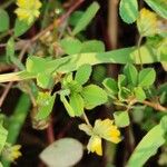 Trifolium dubium 叶