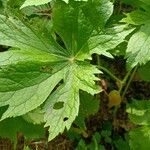 Podophyllum hexandrum Leht