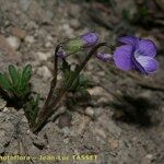 Viola pinnata Habit