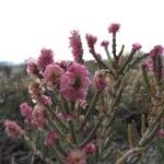 Anabasis articulata Flower