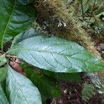 Vernonia fimbrillifera Lehti