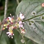 Circaea lutetiana Flower