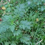 Erechtites valerianifolius Fuelha