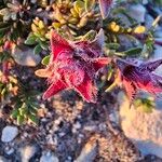 Thymus dolomiticus Virág