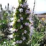 Echium hierrense Flor