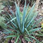 Yucca filamentosa عادت داشتن