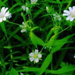 Stellaria holostea 葉