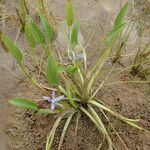 Heteranthera limosa Habit