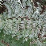 Cyathea arborea Hábito