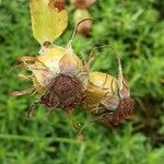 Rosa villosa Fruit