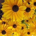 Rudbeckia hirtaΛουλούδι