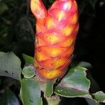 Costus lima 果