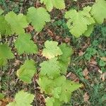 Physocarpus capitatus Leaf