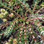 Galium corymbosum Yaprak